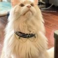 Gem Decor Pet Collar for Cats & Kitten 3