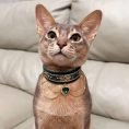 Gem Decor Pet Collar for Cats & Kitten 4