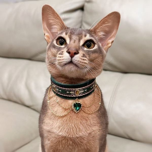 Gem Decor Pet Collar for Cats & Kitten 4