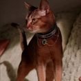 Gem Decor Pet Collar for Cats & Kitten 6
