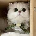 Lace Pet Bib Collar Bow Tie 5