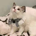 Lovely Pet Neck Scarf Collar 1
