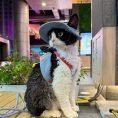 Pet Cat Harness Leash Sun Hat Set 5