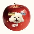 Pet customization 6